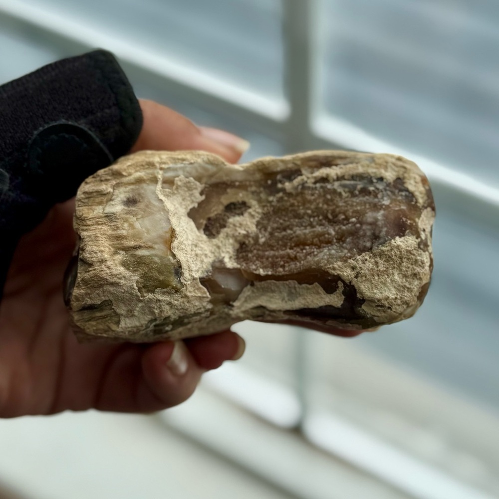Petrified Wood Limb Cast with Druzy